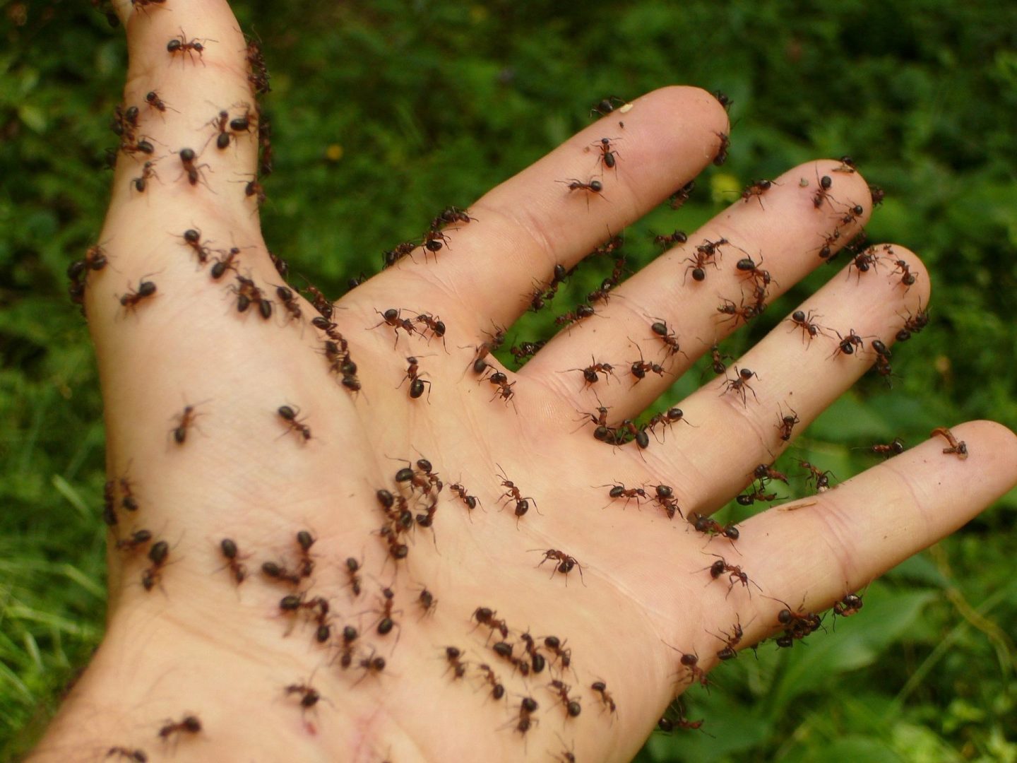Dedetização de Formigas
