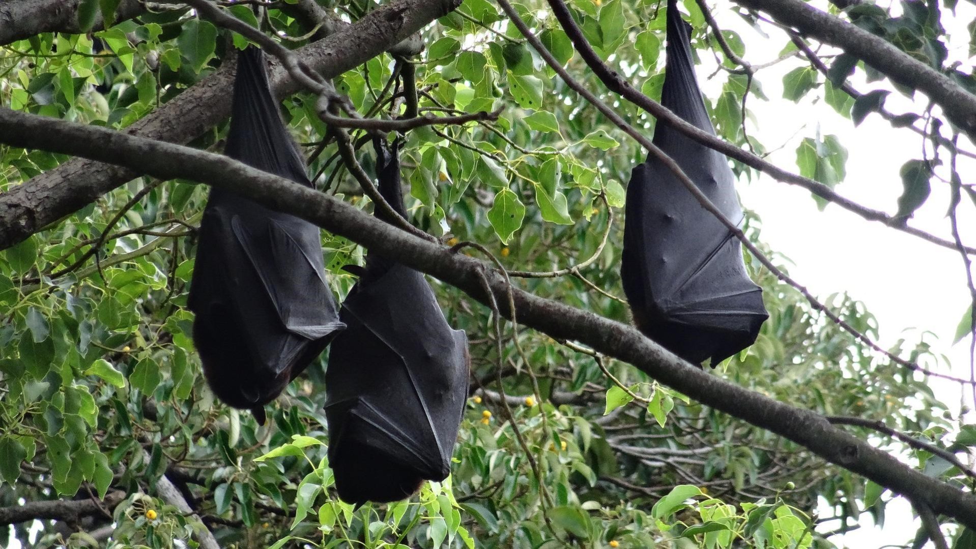 Dedetização de Morcegos