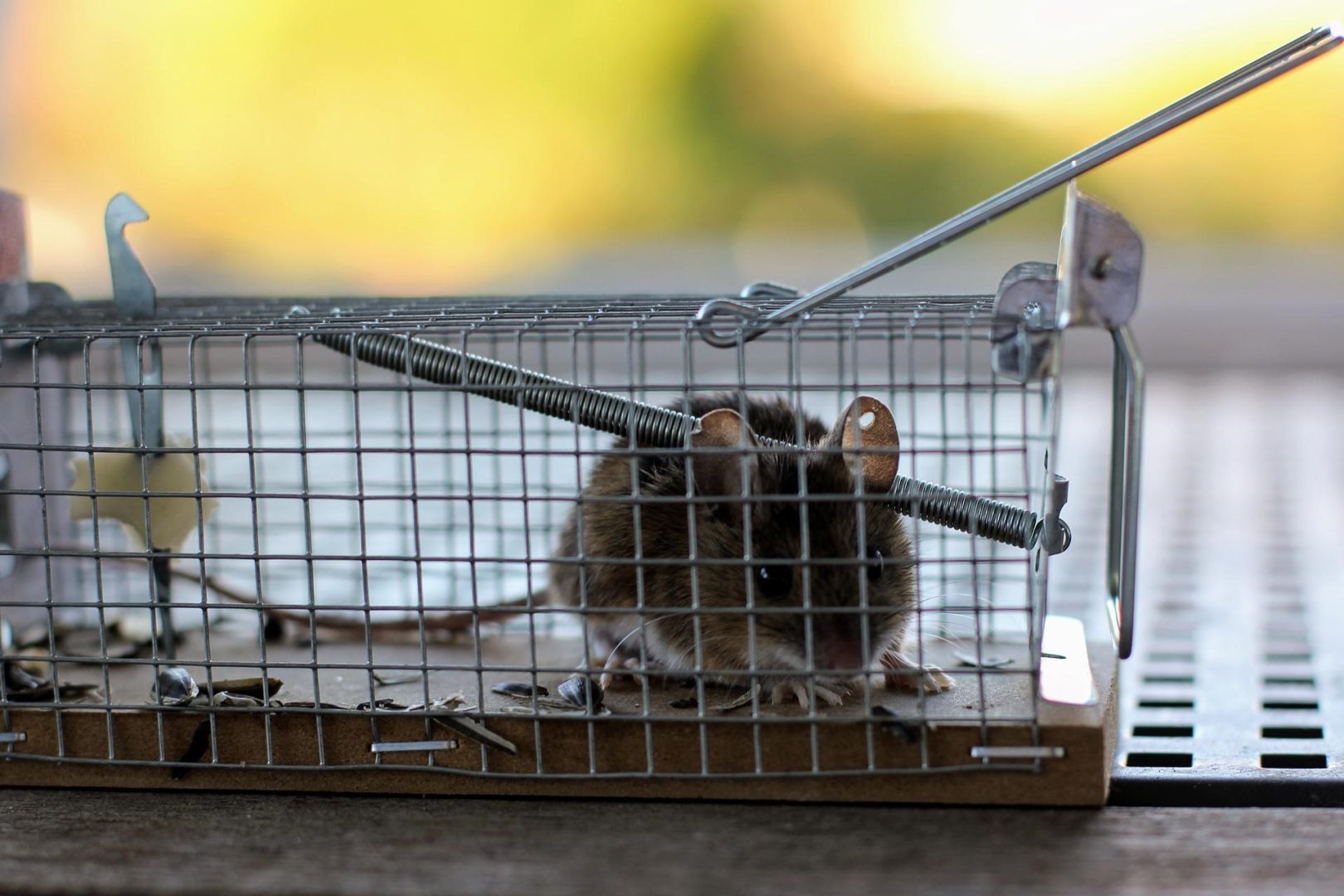 Dedetização de Ratos e Desratização